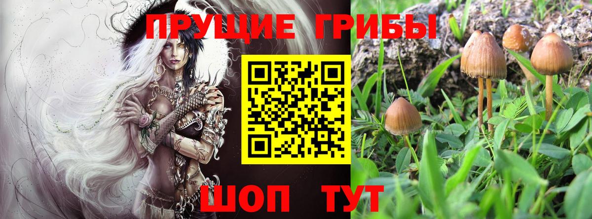 Родники  Псилоцибиновые грибы Psilocybe  Вход с VPN 